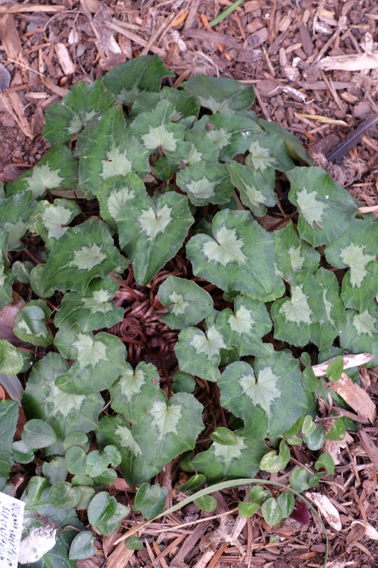 Image of Cyclamen hederifolium w/central silver blotch|Juniper Level Botanic Gdn, NC|JLBG