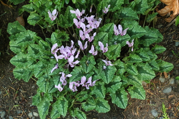 Image of Cyclamen hederifolium taken at Miller Gdn, WA by T. Avent