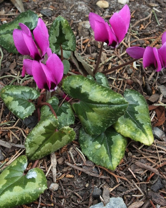 Image of Cyclamen pseudibericum||