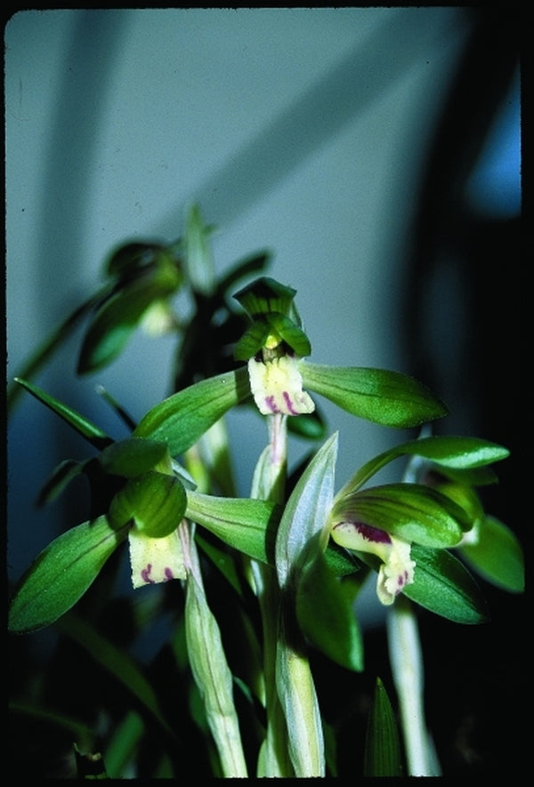 Image of Cymbidium goeringii|Juniper Level Botanic Gdn, NC|JLBG