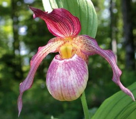 Image of Cypripedium 'Aki'|Weinert Gdn, Germany|M. Weinert