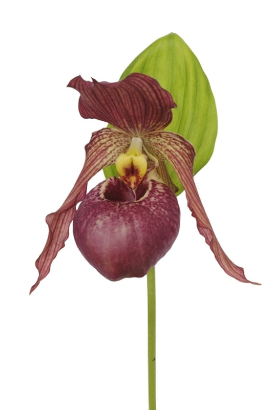 Image of Cypripedium 'Cleo Pinkepank'taken at Holland by Anthura
