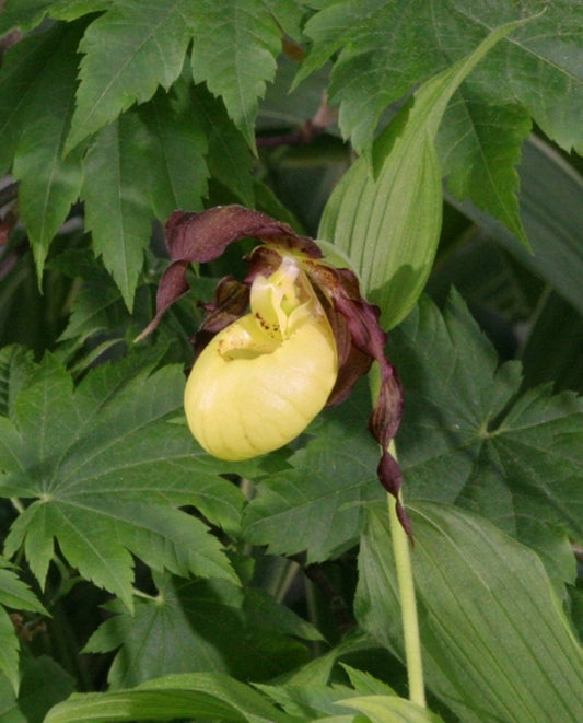Image of Cypripedium 'Dietrich'taken at Weinert Gdn, Germany by M. Weinert