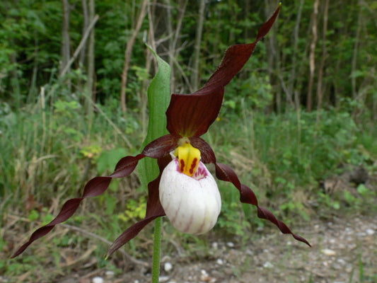 Image of Cypripedium 'Frosch's Mountain King'taken at Weinert Gdn, Germany by M. Weinert