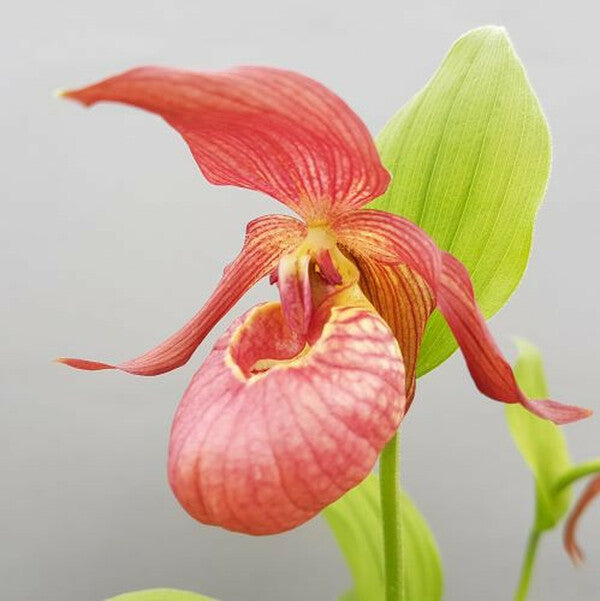 Image of Cypripedium 'Tanja Pinkepank'||Hardy Orchid