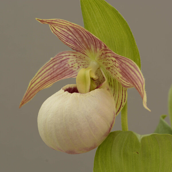 Image of Cypripedium 'Tilman'||Hardy Orchids