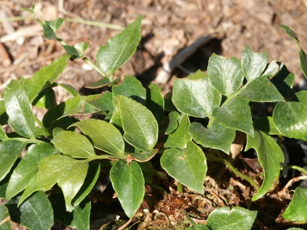 Image of Cyrtomium falcatum var. maritimum 'Eco-Korean Jade'|Juniper Level Botanic Gdn, NC|JLBG