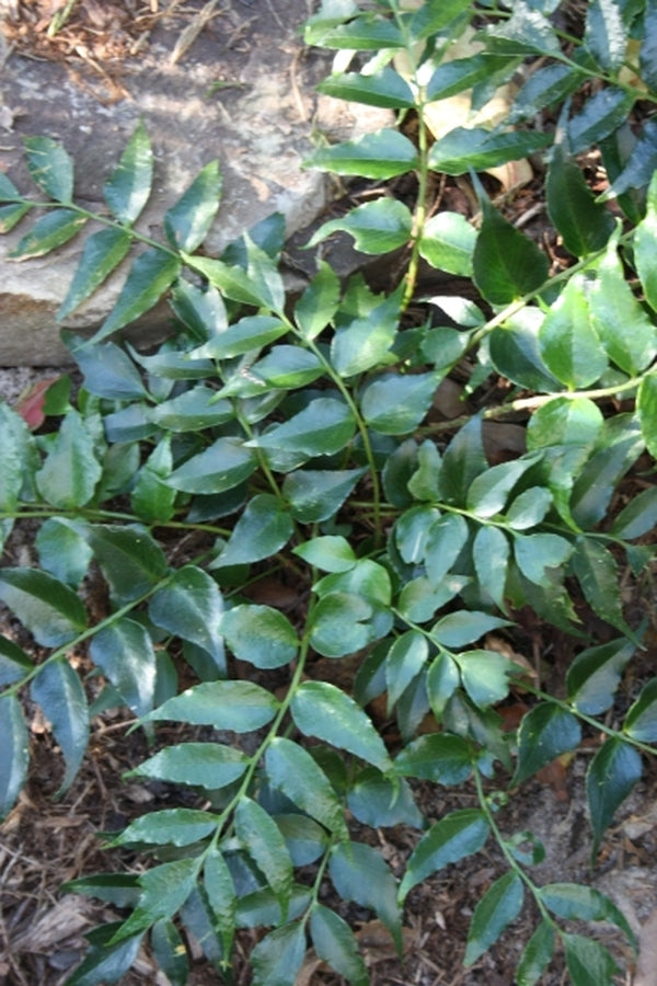 Image of Cyrtomium falcatum var. maritimum 'Eco-Korean Jade'|Juniper Level Botanic Gdn, NC|JLBG