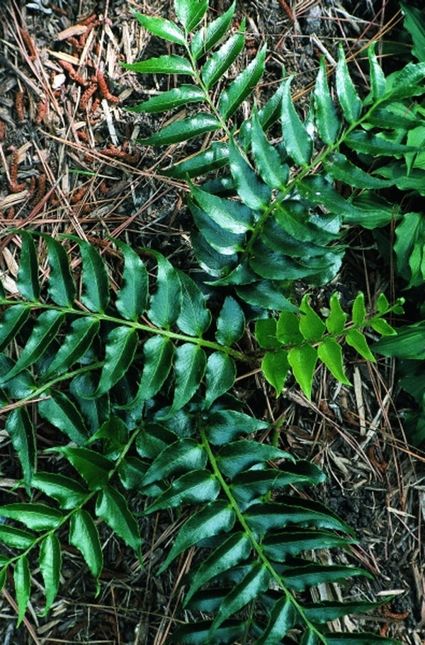 Image of Cyrtomium falcatum var. maritinum|Juniper Level Botanic Gdn, NC|JLBG