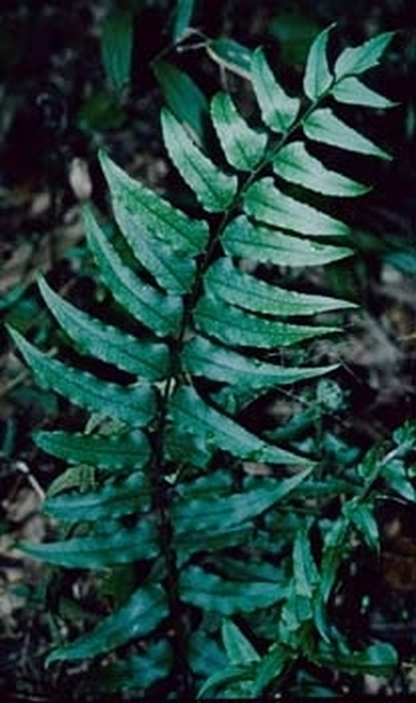 Image of Cyrtomium fortunei var. fortunei 'Feliciana'taken at In Situ Tunica Hills, LA