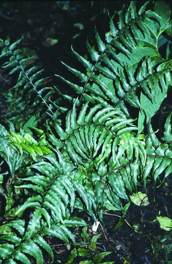Image of Cyrtomium fortunei var. fortunei 'Feliciana'taken at Juniper Level Botanic Gdn, NC by JLBG