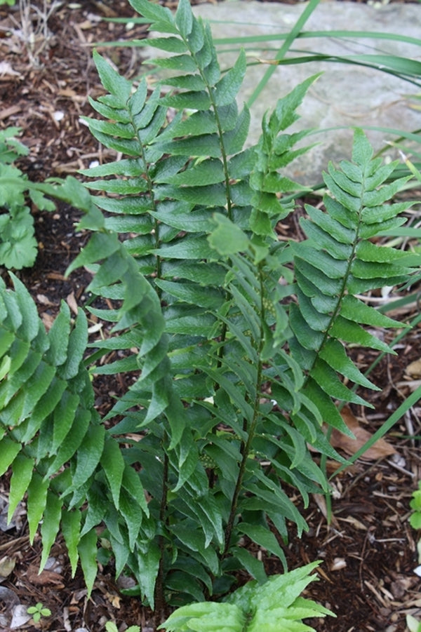 Image of Cyrtomium fortunei var. intermedia 'Green Tea'|Juniper Level Botanic Gdn, NC|JLBG