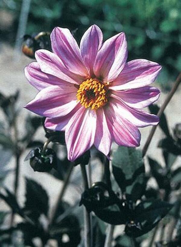 Image of Dahlia 'Bishop of Leicester'|CNB, Holland|