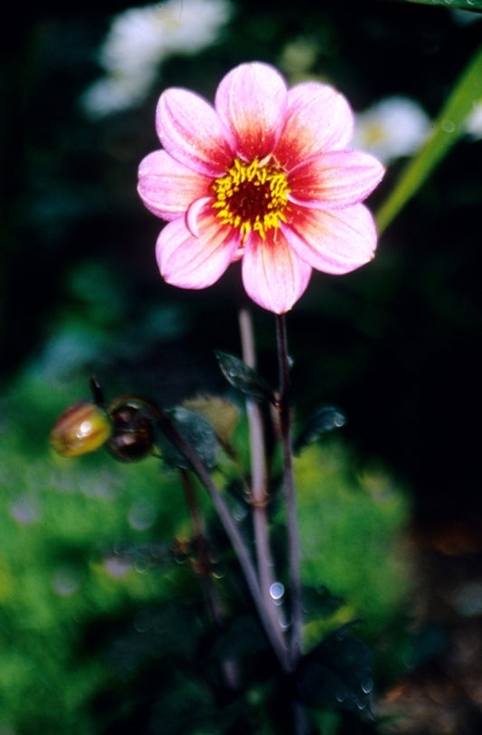 Image of Dahlia 'Kiss'|Juniper Level Botanic Gdn, NC|JLBG