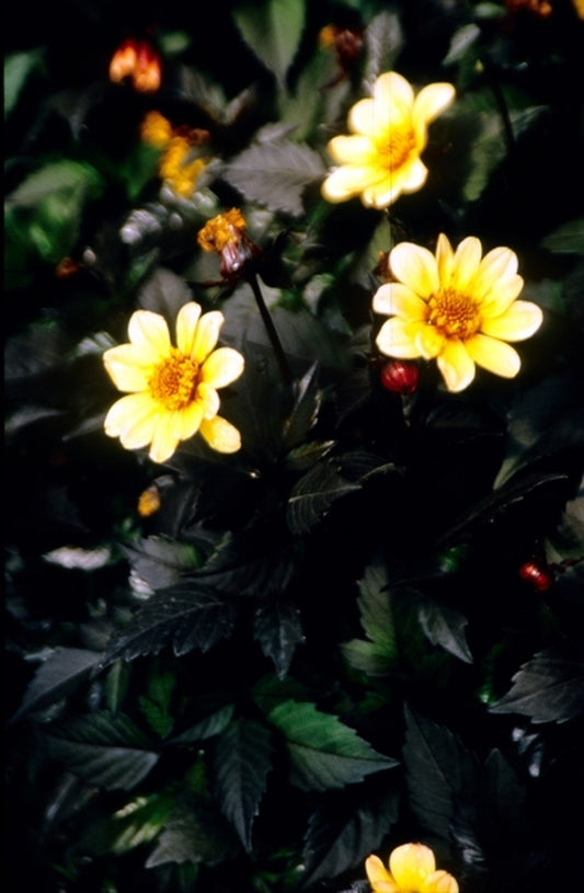 Image of Dahlia 'Nippon'|Juniper Level Botanic Gdn, NC|JLBG