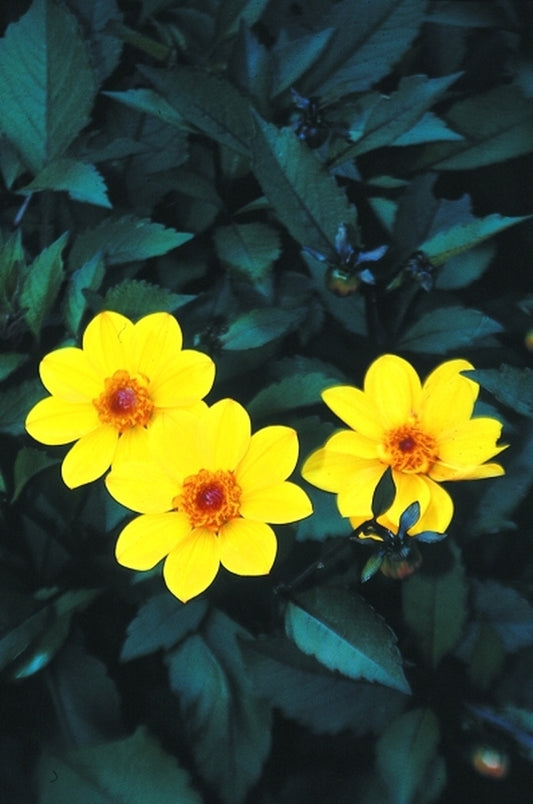 Image of Dahlia 'Party'|Juniper Level Botanic Gdn, NC|JLBG