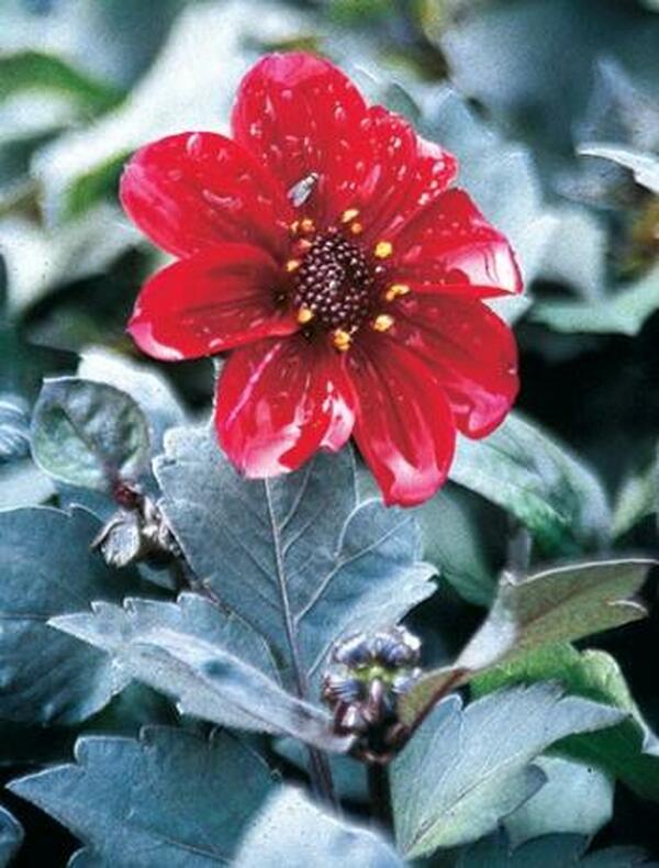 Image of Dahlia 'Romeo'|Juniper Level Botanic Gdn, NC|JLBG