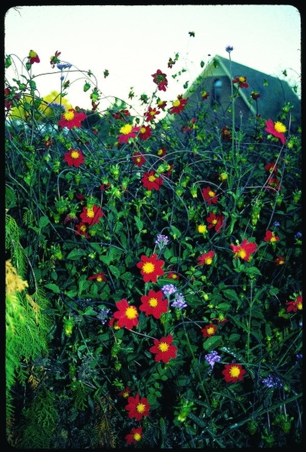 Image of Dahlia coccinea 'Hidalgo Crimson'|Juniper Level Botanic Gdn, NC|JLBG
