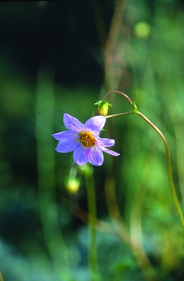 Image of Dahlia merckii 'Edith Eddleman'|Juniper Level Botanic Gdn, NC|JLBG