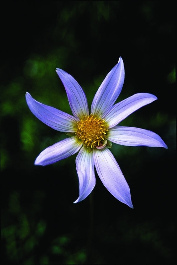 Image of Dahlia sublignosa|Juniper Level Botanic Gdn, NC|JLBG
