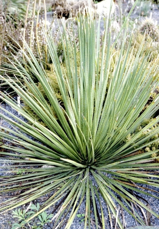 Image of Dasylirion acrotrichum|Juniper Level Botanic Gdn, NC|JLBG