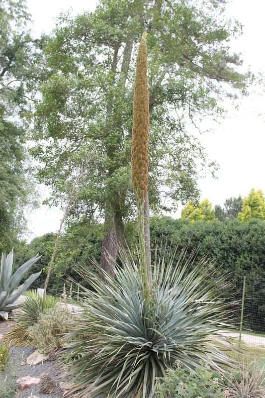 Image of Dasylirion berlandieri 'Zaragoza Blue'|Juniper Level Botanic Gdn, NC|JLBG