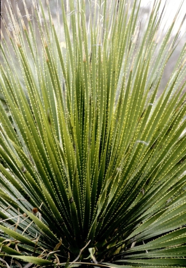 Image of Dasylirion leiophyllum|Juniper Level Botanic Gdn, NC|JLBG