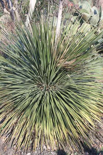 Learn about Dasylirion miquihuanense | Michiquana Sotol