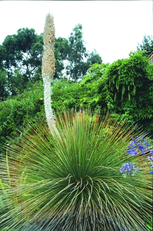 Image of Dasylirion quadrangulatum|H. Hand Gdn, CA|