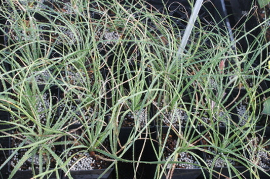 Image of Dasylirion sereke||