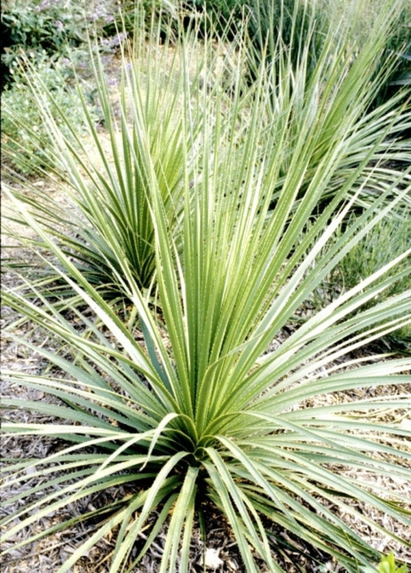 Image of Dasylirion texana coll. #84-415|Juniper Level Botanic Gdn, NC|JLBG