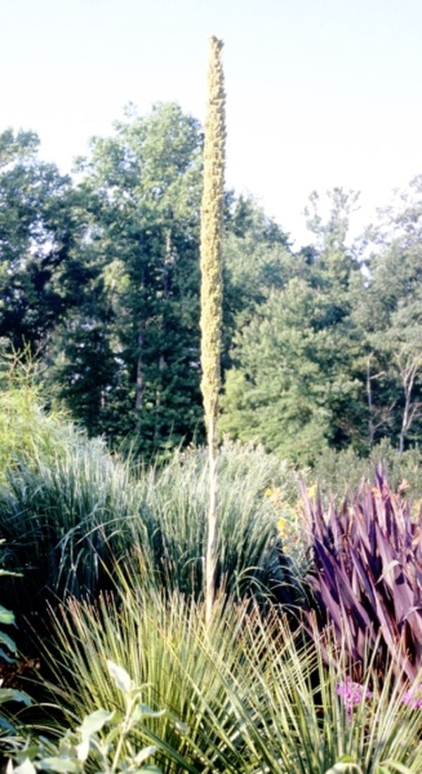 Image of Dasylirion texanum 'Hill Country'taken at Juniper Level Botanic Gdn, NC by JLBG