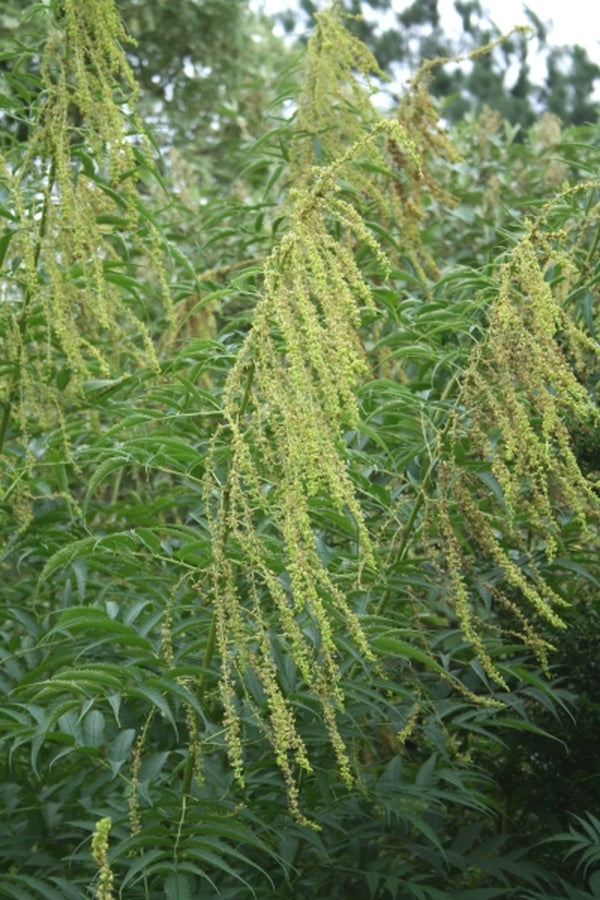 Datisca Flower Learn about Datisca cannabina | False Hemp | Perennial Encyclopedia