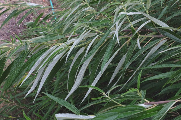 Image of Debregeasia orientalis 'Hot Tai-male'||