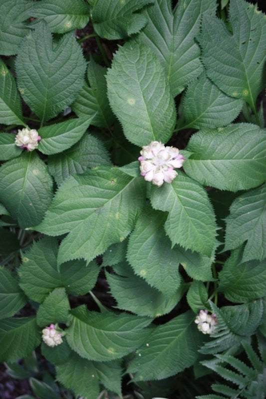Image of Deinanthe bifida|Juniper Level Botanic Gdn, NC|JLBG
