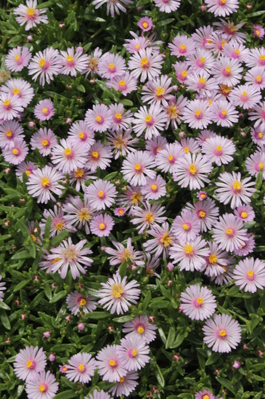 Image of Delosperma carterae 'Carlile Pink'|Juniper Level Botanic Gdn, NC|JLBG