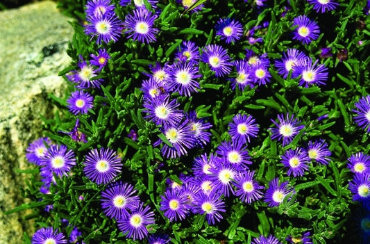 Image of Delosperma floribunda 'Starburst'|Juniper Level Botanic Gdn, NC|JLBG