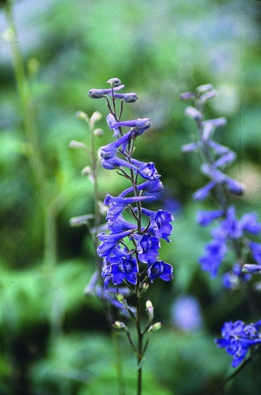 Image of Delphinium exaltatum|Juniper Level Botanic Gdn, NC|JLBG