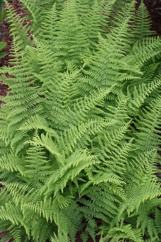 Image of Dennstaedtia punctilobula 'Sohuksan'taken at Juniper Level Botanic Gdn, NC by JLBG
