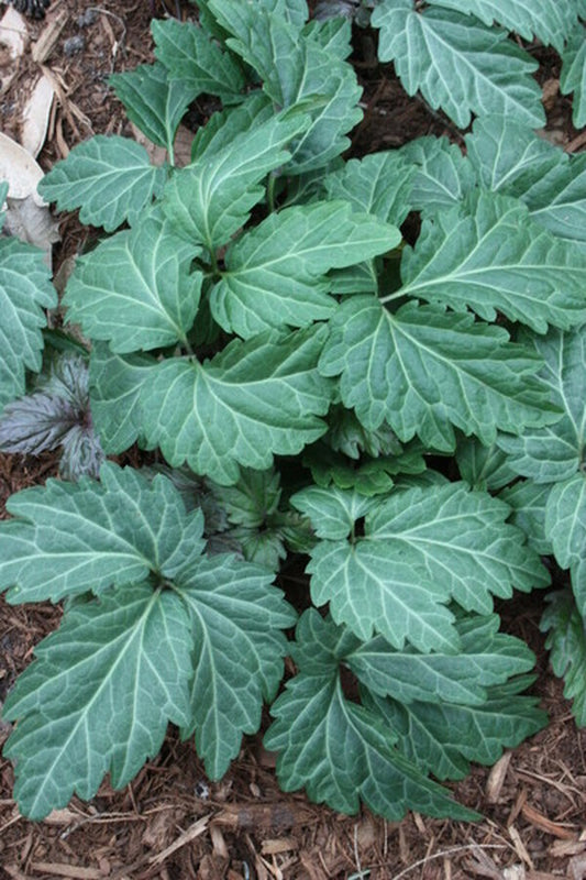 Image of Dentaria diphylla 'American Sweetheart'|Juniper Level Botanic Gdn, NC|JLBG
