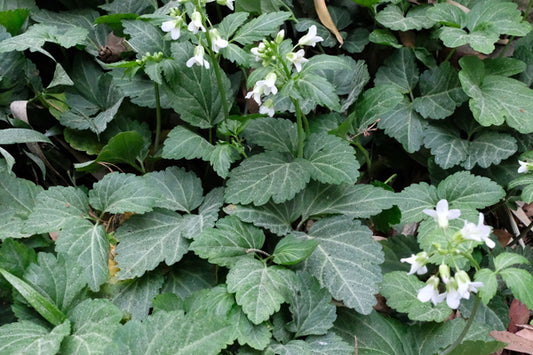 Image of Dentaria diphylla 'Supermax'taken at Juniper Level Botanic Gdn, NC by JLBG