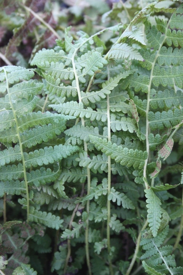 Image of Deparia pycnosora|Juniper Level Botanic Gdn, NC|JLBG