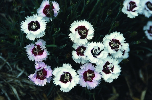 Image of Dianthus 'Brilliant Star' PP 13025|Juniper Level Botanic Gdn, NC|JLBG