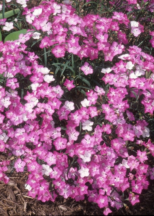 Image of Dianthus 'First Love'|Juniper Level Botanic Gdn, NC|JLBG