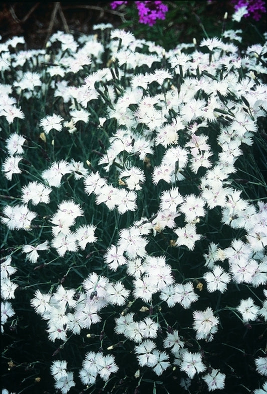 Image of Dianthus 'Greystone'|Juniper Level Botanic Gdn, NC|JLBG