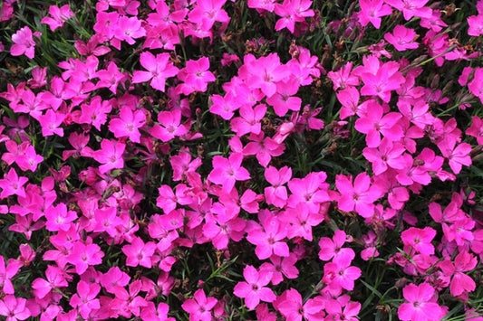 Image of Dianthus 'Kahori'||