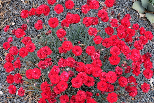 Image of Dianthus 'Maraschino' PP 27,882|Juniper Level Botanic Gdn, NC|JLBG