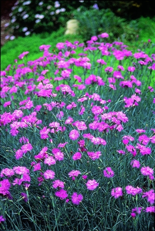 Image of Dianthus 'Mountain Mist'|Juniper Level Botanic Gdn, NC|JLBG