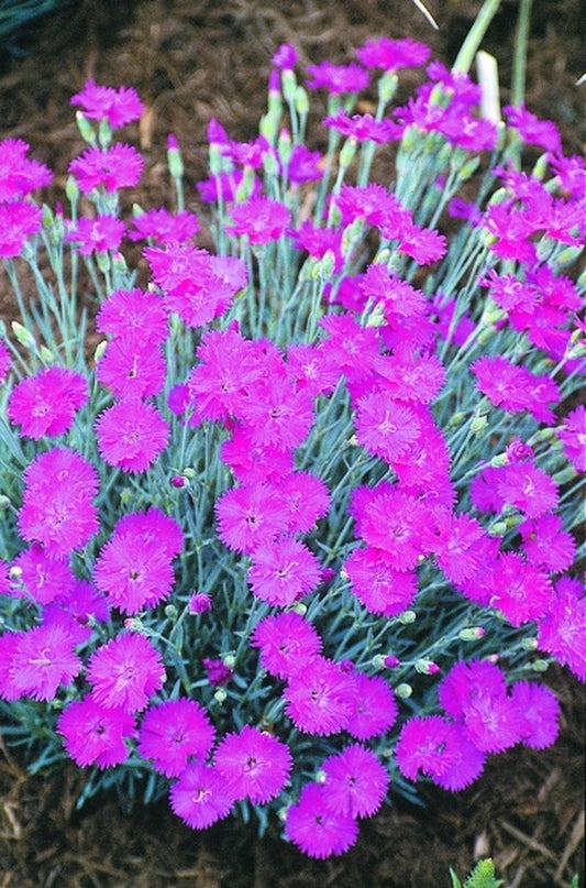 Image of Dianthus 'Neon Star' PP 14,549|Juniper Level Botanic Gdn, NC|JLBG