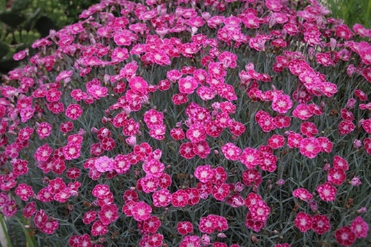 Image of Dianthus 'Sangria Splash' PP 21,781|Juniper Level Botanic Gdn, NC|JLBG